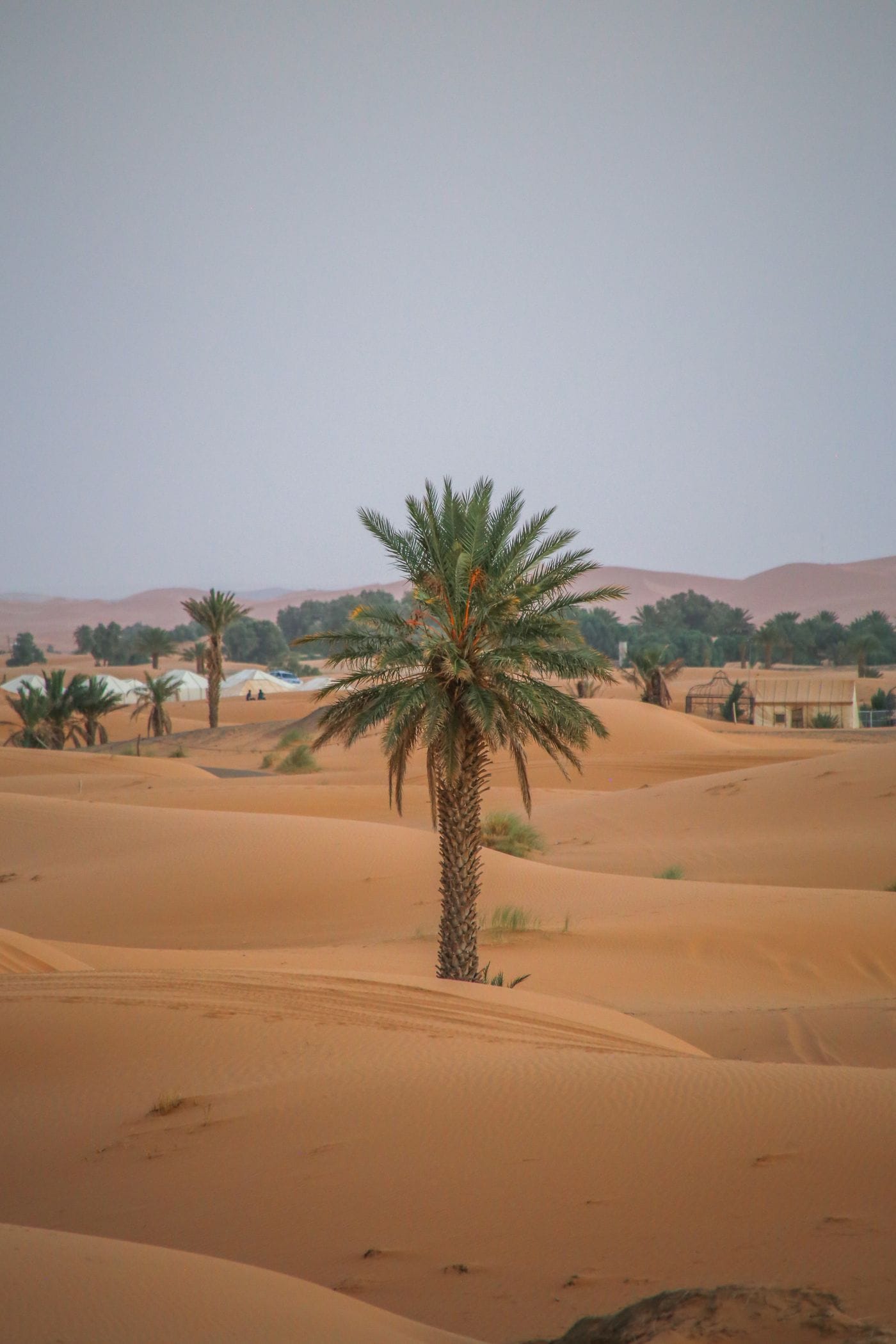 A lone palm tree beside an oasis among the Erg Chebbi dunes in Morocco