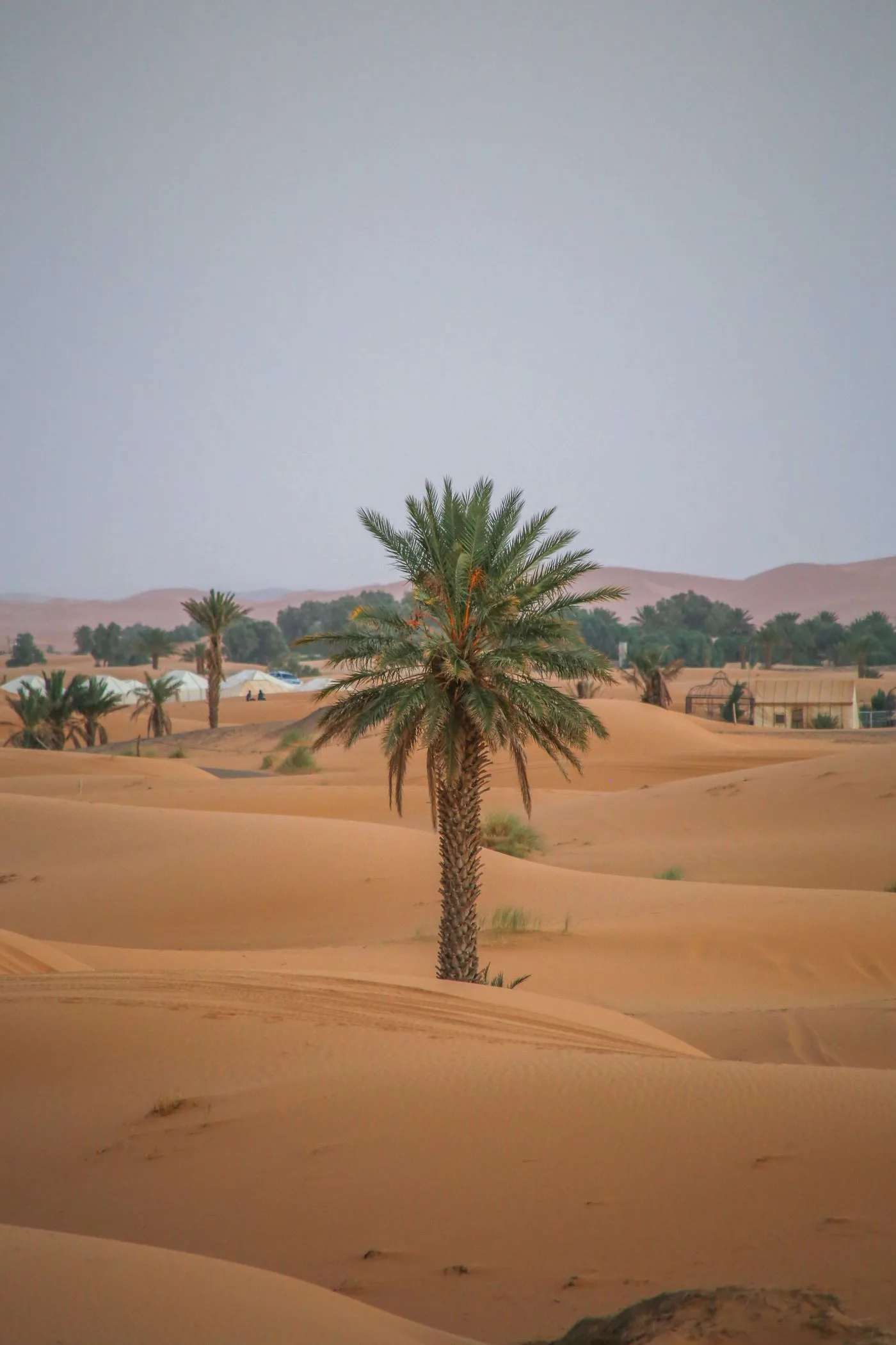 A lone palm beside an oasis in the Erg Chebbi dunes, a fixture of Sahara Morocco travel itineraries