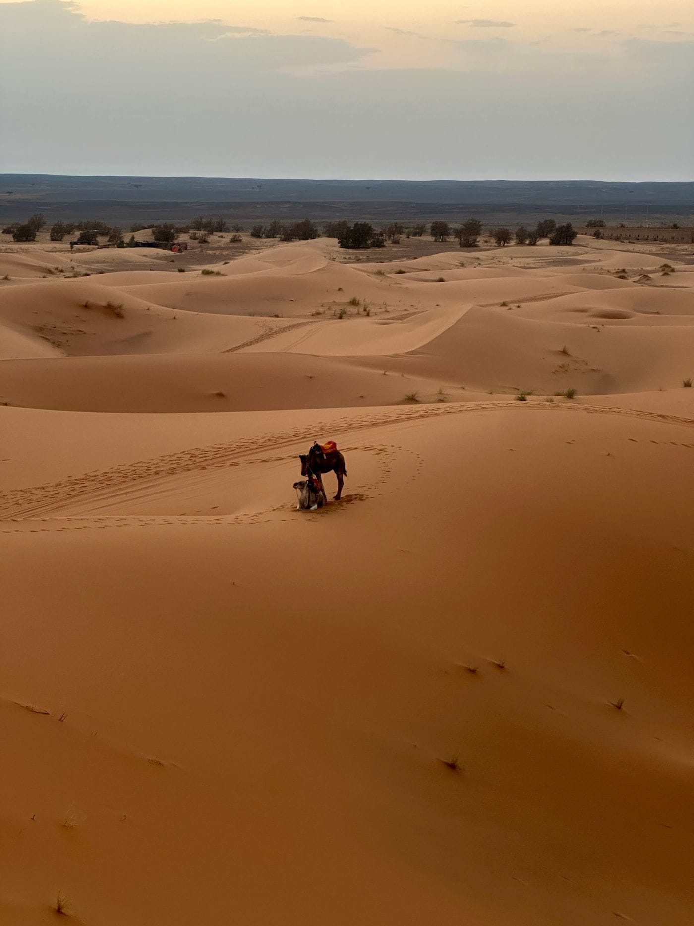 A camel caravan crossing the dunes near Merzouga